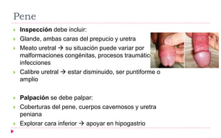 Pene
 Inspección debe incluir:
 Glande, ambas caras del prepucio y uretra
 Meato uretral  su situación puede variar por
malformaciones congénitas, procesos traumáticos o
infecciones
 Calibre uretral  estar disminuido, ser puntiforme o
amplio
 Palpación se debe palpar:
 Coberturas del pene, cuerpos cavernosos y uretra
peniana
 Explorar cara inferior  apoyar en hipogastrio
 
