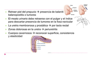  Retraer piel del prepucio  presencia de balanitis,
balanopostitis o tumores
 El meato urinario debe retraerse con el pulgar y el índice
para descartar presencia de tumores en la fosa navicular
 La uretra membranosa y prostática  por tacto rectal
 Zonas dolorosas en la uretra  periuretritis
 Cuerpos cavernosos  reconocer superficie, consistencia
y elasticidad
 