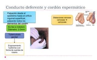 Conducto deferente y cordón espermático
 Palpación desde el
epidídimo hasta el orificio
inguinal superficial,
palpando todos los
elementos del cordón
Es liso e indoloro
Diámetro: 2-3mm
Tuberculosis
genital
Engrosamiento
fusiforme o en
forma de cuentas de
rosario
Dilataciones venosas
varicosas 
varicocele
 