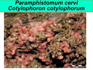 Paramphistomum cervi
Cotylophoron cotylophorum
 