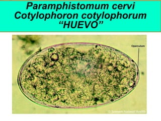 Paramphistomum cervi
Cotylophoron cotylophorum
“HUEVO”
 
