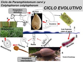 Ciclo de Paramphistomum cervi y
Cotylophoron cotylophorum
8
Hospedero
definitivo
Redia
Duodeno
Rumen
Hospedero
intermediario
Los huevos
caen al agua
3
Pasto con
Metacercarias
CICLO EVOLUTIVO
 