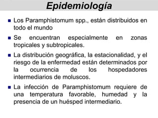 ◼ Los Paramphistomum spp., están distribuidos en
todo el mundo
◼ Se encuentran especialmente en zonas
tropicales y subtropicales.
◼ La distribución geográfica, la estacionalidad, y el
riesgo de la enfermedad están determinados por
la ocurrencia de los hospedadores
intermediarios de moluscos.
◼ La infección de Paramphistomum requiere de
una temperatura favorable, humedad y la
presencia de un huésped intermediario.
Epidemiología
 