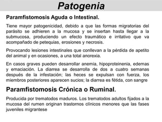 Paramfistomosis Aguda o Intestinal.
Tiene mayor patogenicidad, debido a que las formas migratorias del
parásito se adhieren a la mucosa y se insertan hasta llegar a la
submucosa, produciendo un efecto traumático e irritativo que va
acompañado de petequias, erosiones y necrosis.
Provocando lesiones intestinales que conllevan a la pérdida de apetito
del animal y en ocasiones, a una total anorexia.
En casos graves pueden desarrollar anemia, hipoproteinenia, edemas
y emaciación. La diarrea se desarrolla de dos a cuatro semanas
después de la infestación; las heces se expulsan con fuerza, los
miembros posteriores aparecen sucios; la diarrea es fétida, con sangre
Paramfistomosis Crónica o Ruminal.
Producida por trematodos maduros. Los trematodos adultos fijados a la
mucosa del rumen originan trastornos clínicos menores que las fases
juveniles migrantese
Patogenia
 