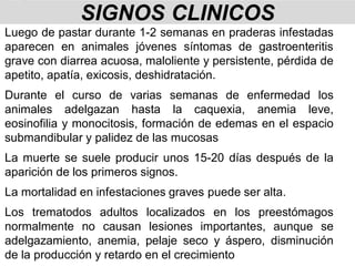 Luego de pastar durante 1-2 semanas en praderas infestadas
aparecen en animales jóvenes síntomas de gastroenteritis
grave con diarrea acuosa, maloliente y persistente, pérdida de
apetito, apatía, exicosis, deshidratación.
Durante el curso de varias semanas de enfermedad los
animales adelgazan hasta la caquexia, anemia leve,
eosinofilia y monocitosis, formación de edemas en el espacio
submandibular y palidez de las mucosas
La muerte se suele producir unos 15-20 días después de la
aparición de los primeros signos.
La mortalidad en infestaciones graves puede ser alta.
Los trematodos adultos localizados en los preestómagos
normalmente no causan lesiones importantes, aunque se
adelgazamiento, anemia, pelaje seco y áspero, disminución
de la producción y retardo en el crecimiento
SIGNOS CLINICOS
 