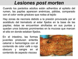 Cuando los parásitos adultos están adheridos al epitelio del
rumen, las papilas aparecen anémicas, pálidas, comparado
con el color verde grisáceo que rodea al tejido
Hay zonas de necrosis debido a la presión provocada por el
acetábulo del trematodo al estar fijados en la base de las
papilas; éstas se encuentran atrofiadas en sus puntas y
quedan unos botones prominentes en la mucosa que marcan
el sitio en donde estaban fijados.
Lesiones post morten
En el intestino, las formas
juveniles producen enteritis
catarral o hemorrágica con el
contenido de color café o rojo
obscuro y sangre en el
contenido de aspecto viscoso
 