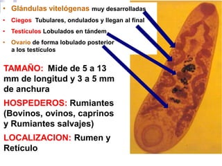 TAMAÑO: Mide de 5 a 13
mm de longitud y 3 a 5 mm
de anchura
HOSPEDEROS: Rumiantes
(Bovinos, ovinos, caprinos
y Rumiantes salvajes)
LOCALIZACION: Rumen y
Retículo
• Glándulas vitelógenas muy desarrolladas
• Ciegos Tubulares, ondulados y llegan al final
• Testículos Lobulados en tándem
• Ovario de forma lobulado posterior
a los testículos
 