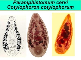Paramphistomum cervi
Cotylophoron cotylophorum
 