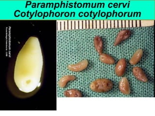Paramphistomum cervi
Cotylophoron cotylophorum
 