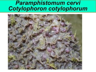 Paramphistomum cervi
Cotylophoron cotylophorum
 