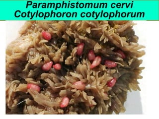 Paramphistomum cervi
Cotylophoron cotylophorum
 