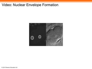 © 2015 Pearson Education Ltd
Video: Nuclear Envelope Formation
 