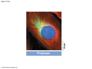 © 2015 Pearson Education Ltd
Figure 12.7g
Prophase
10µm
 