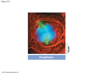 © 2015 Pearson Education Ltd
Figure 12.7j
Anaphase
10µm
 