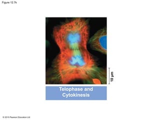 © 2015 Pearson Education Ltd
Figure 12.7k
Telophase and
Cytokinesis
10µm
 