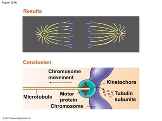 © 2015 Pearson Education Ltd
Figure 12.9b
Results
Conclusion
Chromosome
movement
Chromosome
Microtubule
Motor
protein
Tubulin
subunits
Kinetochore
 