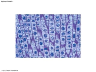 © 2015 Pearson Education Ltd
Figure 12.UN03
 