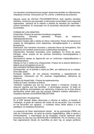 Los hematíes microhipocrómicos pueden observarse también en inflamaciones,
neoplasias crónicas, intoxicación por Pb, uremia y deficiencia de piridoxina.

Algunas veces les informan POLICROMATOFILIA. Esto significa hematíes
basófilos, inmaduros que equivalen a reticulocitos aumentados como respuesta
regenerativa excesiva de la médula a perdida de hematíes por hemólisis /
anemia hemolítica). Si comprueba con el recuentote reticulocitos deben estar
aumentados.

FORMAS DE LOS HEMATIES.
Ovaloscitos- Propios de anemias hemolíticas congénitas.
Equinoscitos-      Hematíes       espinados.     Propios      de      trastornos
hiperlipoproteinémicos
Codocitos-Targets cells o células en diana o dianocitos. Propio de trastornos en
síntesis de hemoglobina como talasemias, hemoglobinopatía C o anemias
ferropénicas.
Esferocitos- Son hematíes microcitos y redondos llenos de hemoglobina. Son
sugestivos de hemólisis autoinmunes o esferocitosis hereditaria.
Esquistocitos- Hematíes reventados como estallados. En forma de casco,
triángulo, coma, propias de las anemias hemolíticas microangiopáticas o
traumáticas
Dacriocitos-O células en lágrima.Se ven en síndromes mieloproliferativos o
dismielopoyéticos
Células en hoz o media luna-.Drepanocitos. Propios de la anemia falciforme o
defecto de la hemoglobina (A por S).
INCLUSIONES INTRAGLOBULARES-
Corresponden, en el hematíe a restos de DNA por deficiencia de su síntesis.
Entre ellos están:
Punteado Basófilo.- Se ven anemias hemolíticas y especialmente en
talasemias, intoxicación por Pb, anemias megaloblástica, deficiencia de
piridoxina.
Cuerpos de Howell Holly.- Propios de esplenectomías.
Anillos de Cabot. Similares al anterior
 Hematíes nucleados que son los normo blastos o inmaduros. Cuando se
observan significa que hay hemólisis o hemorragias severas.. Si están en
sangre periférica acompañados por elementos inmaduros de la línea blanca
granulocítica quiere decir que hay proceso infiltrativo medular inflamatorio o
neoplásico llamado LEUCOERISTOBLASTOSIS

LEUCOCITOS Y PLAQUETAS
En el ESP también deben observarse e informar al médico, el tamaño, la
morfología, el grado de madurez del núcleo de los leucocitos. Una cromatina
en los leucocitos con agujeros o nucleolos indica célula atípica o si es
patológica, es neoplásica leucémica.

La presencia de Híper segmentación lobular de los granulocitos (PMN) con
más de 5 lobulaciones es señal de anemia megaloblástica. (Más si asocia a
trombocitopenia y macrocitosis de los hematíes). Cuando aparecen estos
leucocitos se dice que hay DESVIACION A DERECHA. Por el contrario si hay
hipo segmentación lobular de neutrófilos es decir hay en sangre periférica
 