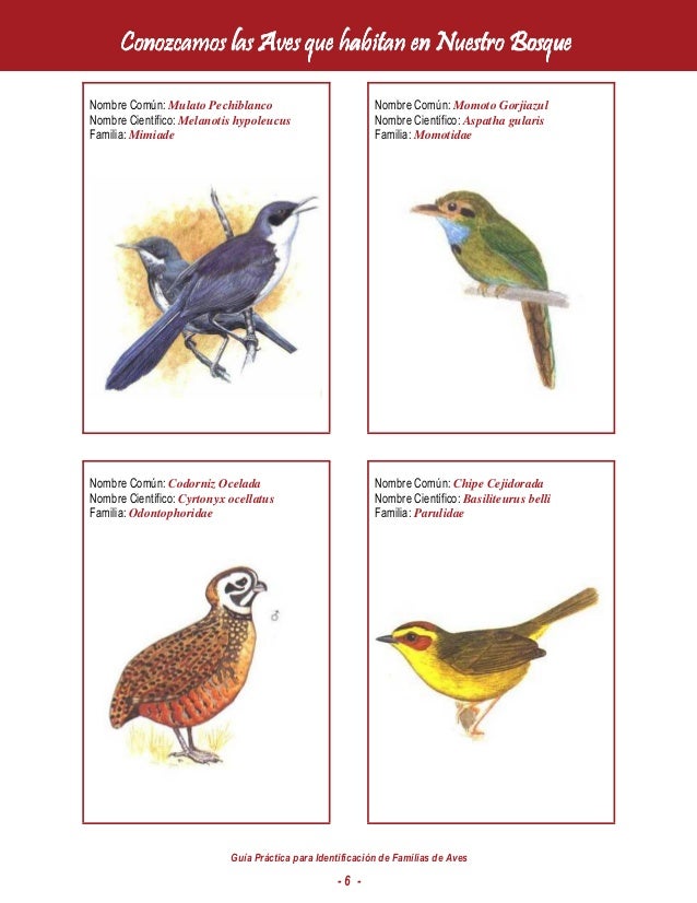 Guia De Identificacion De Aves Por Su Color Guías Practicas 