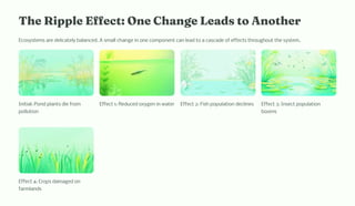 T e Ripple Effect: O e C a ge Lead to A ot er
Ecosystems are delicately balanced. A small change in one component can lead to a cascade of effects throughout the system.
Initial: Pond plants die from
pollution
Effect 1: Reduced oxygen in water Effect 2: Fish population declines Effect 3: Insect population
booms
Effect 4: Crops damaged on
farmlands
 