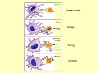 Anergy
Deletion
Anergy
No response
 