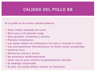 CALIDAD DEL POLLO BB
Si el pollo es de buena calidad deberá:
 Estar limpio después de nacer
 Bien seco y de plumón largo
 Ojos grandes, brillantes y activos
 Pararse firmemente
 Las patas deben ser brillantes a la vista y cerosas al tacto
 Las articulaciones tibiotarsianas no deben estar enrojecidas
 Caminar bien
 Mostrarse alerta y activo
 No presentar malformaciones
 Estar con el saco vitelino completamente retraído
 El ombligo cicatrizado
 Al piar, los pollos deben reflejar su bienestar
 