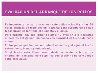 EVALUACIÓN DEL ARRANQUE DE LOS POLLOS
Es importante revisar una muestra de pollos a las 8 y a las 24
horas después de recibidos en la granja para asegurarse de que
todos hayan encontrado el alimento y el agua.
Para hacerlo, hay que tomar de 30 a 40 aves en 3 ó 4 lugares
diferentes del galpón, palpando con suavidad el buche de cada
animal.
En los pollos que han encontrado el alimento y el agua el buche
estará lleno, blando y redondeado.
Si el buche está lleno pero todavía es evidente la textura
original de la migaja, esto significa que el ave no ha consumido
suficiente agua.
 