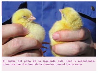 El buche del pollo de la izquierda está lleno y redondeado,
mientras que el animal de la derecha tiene el buche vacío
 