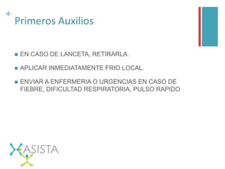 +	
  
Primeros	
  Auxilios	
  
n  EN CASO DE LANCETA, RETIRARLA.
n  APLICAR INMEDIATAMENTE FRIO LOCAL.
n  ENVIAR A ENFERMERIA O URGENCIAS EN CASO DE
FIEBRE, DIFICULTAD RESPIRATORIA, PULSO RAPIDO	
  
 