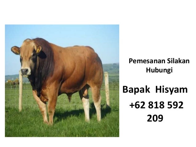 810 Koleksi Gambar Hewan Sapi Perah Gratis Terbaru