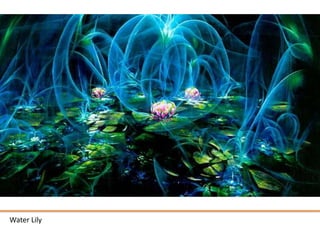 Water Lily
 
