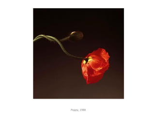 Poppy, 1988
 