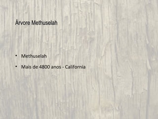 Árvore Methuselah




• Methuselah

• Mais de 4800 anos - California
 