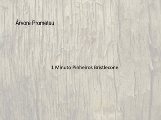 Árvore Prometeu




             1 Minuto Pinheiros Bristlecone
 