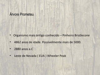 Árvore Prometeu




• Organismo mais antigo conhecido – Pinheiro Bristlecone

•   4862 anos de idade. Possivelmente mais de 5000.
•   2880 anos a.C
•   Leste de Nevada ( EUA ) Wheeler Peak
 