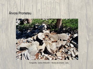 Árvore Prometeu




             Fotografia : James R Bouldin – Restos da árvore - coto
 