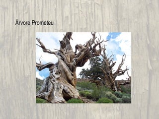Árvore Prometeu
 