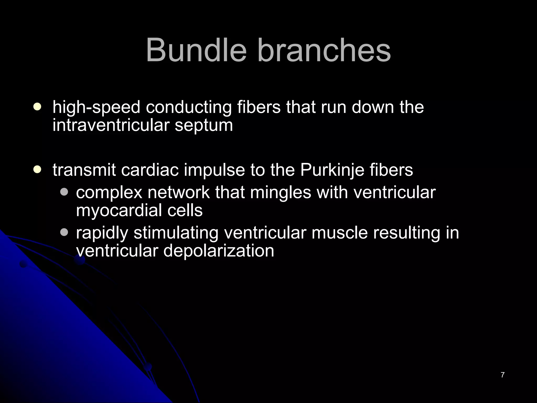 Bundle branches high-speed conducting fibers that run down the intraventricular septum transmit cardiac impulse to the Purkinje fibers complex network that mingles with ventricular myocardial cells rapidly stimulating ventricular muscle resulting in ventricular depolarization 