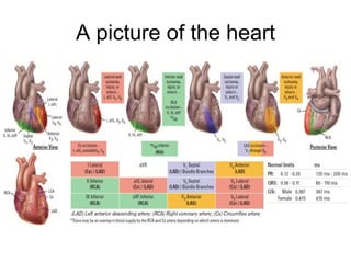 A picture of the heart 