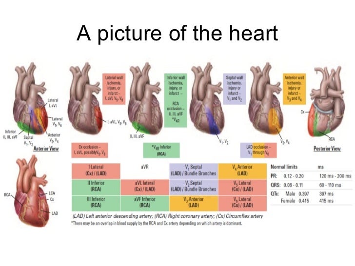12 Lead Ecg