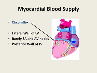Myocardial Blood Supply
• Circumflex
• Lateral Wall of LV
• Rarely SA and AV nodes
• Posterior Wall of LV
 