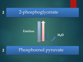 Glycolysis in Plants | PDF