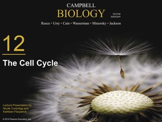 CAMPBELL 
BIOLOGY 
Reece • Urry • Cain •Wasserman • Minorsky • Jackson 
© 2014 Pearson Education, Inc. 
TENTH 
EDITION 
12 
The Cell Cycle 
Lecture Presentation by 
Nicole Tunbridge and 
Kathleen Fitzpatrick 
 
