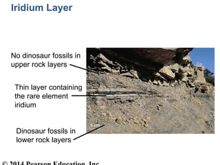 Dinosaur fossils in
lower rock layers
No dinosaur fossils in
upper rock layers
Thin layer containing
the rare element
irid...