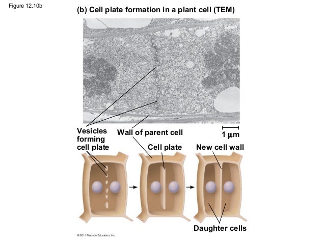 the cell cycle Biology Diagrams