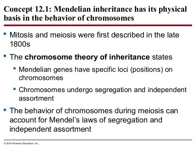understanding the concept behind mendels law of segregation Explain mendels concept of (ii) law of segregation compile and organize data from a laboratory activity to demonstrate an understanding of the concept. understanding the concept behind mendels law of segregation Explain mendels concept of (ii) law of segregation compile and organize data from a laboratory activity to demonstrate an understanding of the concept.