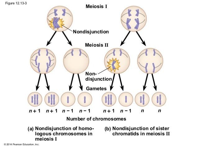 What Is A Nondisjunction Mastering Biology - cloudshareinfo