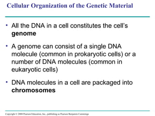 Cellular Organization of the Genetic Material
• All the DNA in a cell constitutes the cell’s
genome
• A genome can consist of a single DNA
molecule (common in prokaryotic cells) or a
number of DNA molecules (common in
eukaryotic cells)
• DNA molecules in a cell are packaged into
chromosomes
Copyright © 2008 Pearson Education, Inc., publishing as Pearson Benjamin Cummings
 