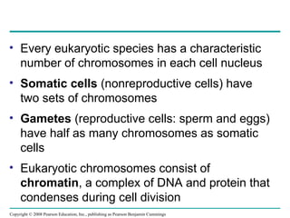 • Every eukaryotic species has a characteristic
number of chromosomes in each cell nucleus
• Somatic cells (nonreproductive cells) have
two sets of chromosomes
• Gametes (reproductive cells: sperm and eggs)
have half as many chromosomes as somatic
cells
• Eukaryotic chromosomes consist of
chromatin, a complex of DNA and protein that
condenses during cell division
Copyright © 2008 Pearson Education, Inc., publishing as Pearson Benjamin Cummings
 