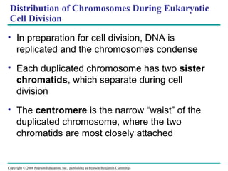 Distribution of Chromosomes During Eukaryotic
Cell Division
• In preparation for cell division, DNA is
replicated and the chromosomes condense
• Each duplicated chromosome has two sister
chromatids, which separate during cell
division
• The centromere is the narrow “waist” of the
duplicated chromosome, where the two
chromatids are most closely attached
Copyright © 2008 Pearson Education, Inc., publishing as Pearson Benjamin Cummings
 